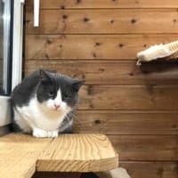 Merlin - süßes Katzenmodel, Kater zur Adoption