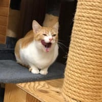 Rozina- kl. rot-weiße Herzensbrecherin, Katze zur Adoption