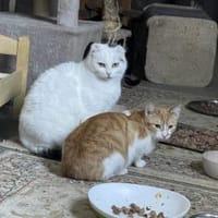 Fiona - zarte Kämpferin, Katze zur Adoption