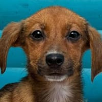 EVELYN-zuckersüße, niedliche W.-Hündin, Hündin zur Adoption