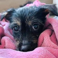 EVI-hübsche, verspielte Welpen-Hündin, Hündin zur Adoption