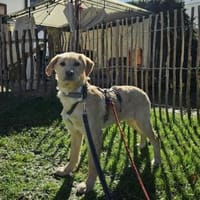 Mara sucht Traumzuhause, Hündin zur Adoption