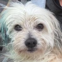 YUMI-zuckersüßer  Wuschel-Rüde, 35 cm, Hündin zur Adoption