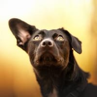 Fanny hat einen Herzenswunsch, Hündin zur Adoption