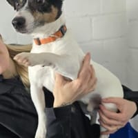 Jolly Jumper, Hund zur Adoption