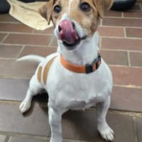 Judy Marie kleine aktive Hundedame, Hündin zur Adoption