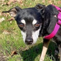 Pinscher-Mix COOKIE sucht ein Zuhause, Hündin zur Adoption