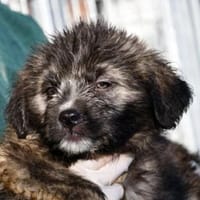 Pompeo wünscht sich eine Familie, Hund zur Adoption