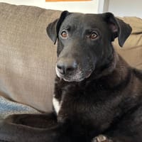 Jancko  der leise Beobachter, Hund zur Adoption