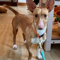 Luna sucht Menschen mit etwas Geduld, Hündin zur Adoption