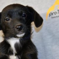 Pio möchten Ihnen sein Vertrauen geben, Hund zur Adoption