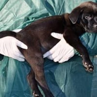 Zuhause für Pietro gesucht, Hund zur Adoption