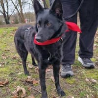 Schönheit Emma in 45138 Essen, Hündin zur Adoption