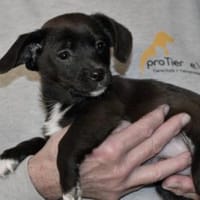 Möchten Sie Pius ein Zuhause geben?, Hund zur Adoption