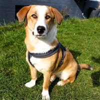 Mica - ein echtes Juwel auf 4 Pfoten, Hündin zur Adoption