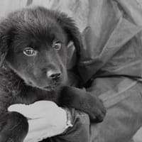 Neugieriger Pluto sucht seine Menschen, Hund zur Adoption