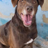 Pedro sucht sein neues Zuhause, Hund zur Adoption