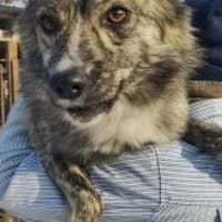 Benzi 40 cm (Pflegestelle), Hund zur Adoption