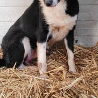 JOHN-BOY jetzt auf PS in 65... Hünfelden, Hund zur Adoption