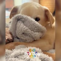 Linny auf Pflegestelle, Hündin zur Adoption