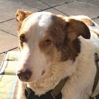 HELEN, lieb und sanft, Hündin zur Adoption