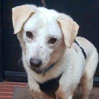 Ein Zuhause für den süßen IVORY, Hund zur Adoption