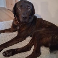 Matty sucht seine Familie, Hund zur Adoption