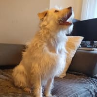 Terry - wartet in 67295 Bolanden, Hund zur Adoption