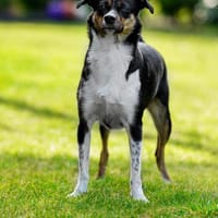 Glenni - Die Aufgeweckte, Hündin zur Adoption