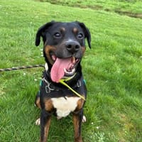 MOUFASA, chien à adopter