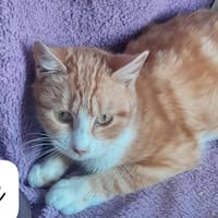 PICH, chatte à adopter