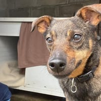 GUIDOU, chien à adopter