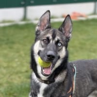 KASH, chien à adopter