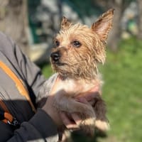 TYPHON, chien à adopter