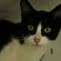 ROMY, chat à adopter