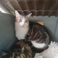 RIHANNA, chatte à adopter