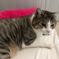 Minou, chat à adopter