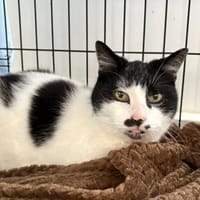 Pompom, chat à adopter