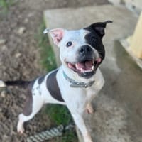 RAZZIA  OAA19951, chienne à adopter