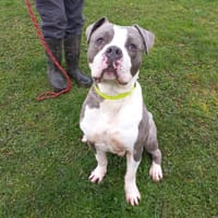 Arnold, chien à adopter