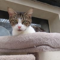 LEA, chatte à adopter