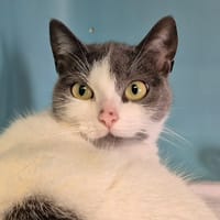 MARA QCT (j'ai trouvé ma famille), chatte à adopter