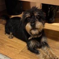 LOUPY, chien à adopter