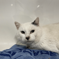 BIRCH, chat à adopter