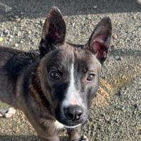 Toundra, chienne à adopter