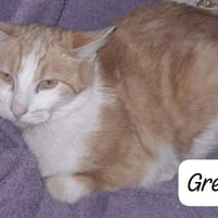 GRELLI, chatte à adopter