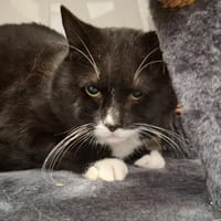 Atchoum, chat à adopter