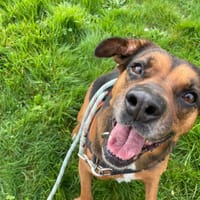 OLY, chienne à adopter