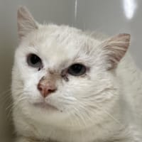 AUGUSTE, chat à adopter