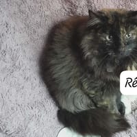 RËNE, chatte à adopter